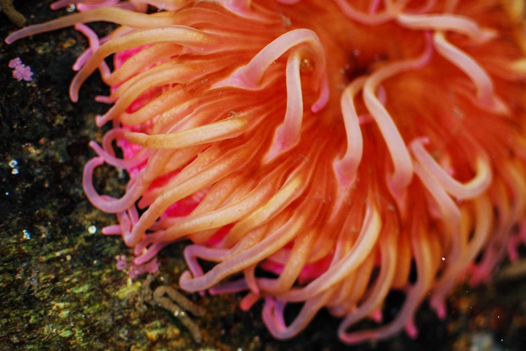 CREATURE feature - Sponges  Sitka Sound Science Center - Sitka Sound  Science Center