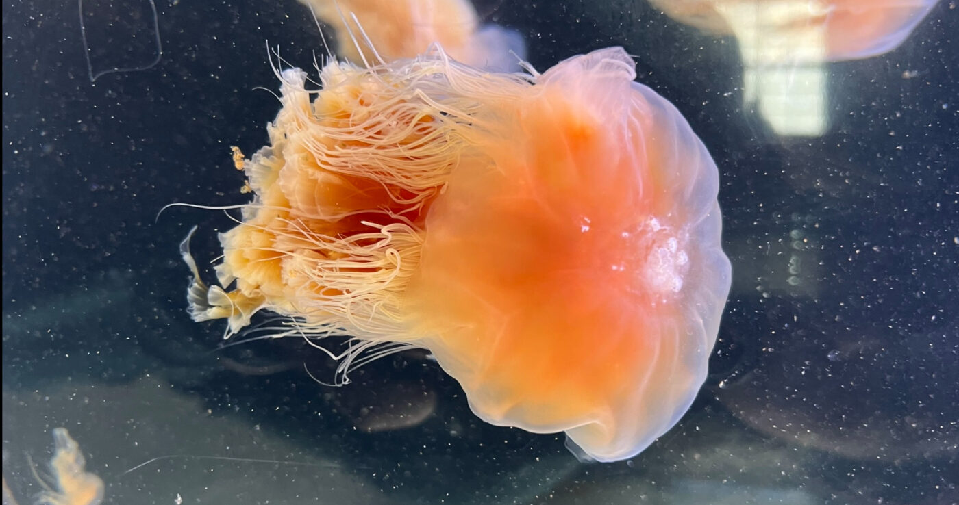 Baby Lion's Mane Jellyfish Have Arrived | Sitka Sound Science Center